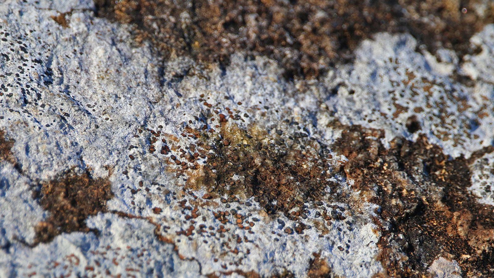 Lichen growing on bark banner image