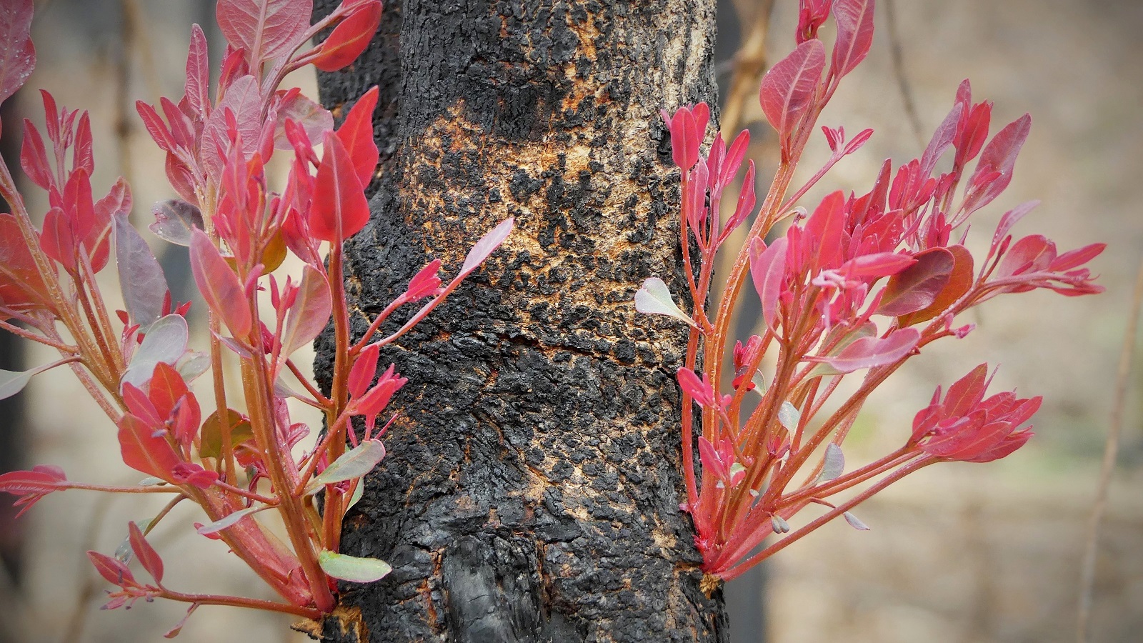 Image New growth on a tree branch