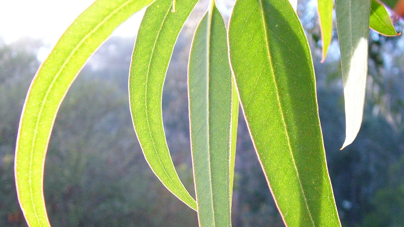 Eucalyptus leaves banner image