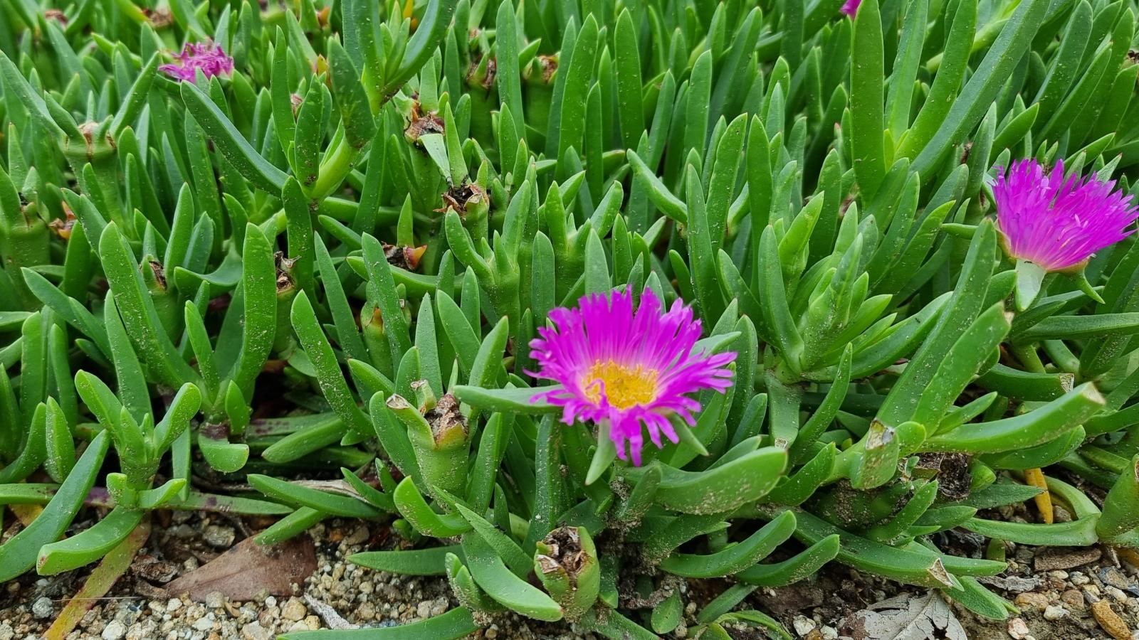 Close up image of green ground cover plant with pink flowers banner image