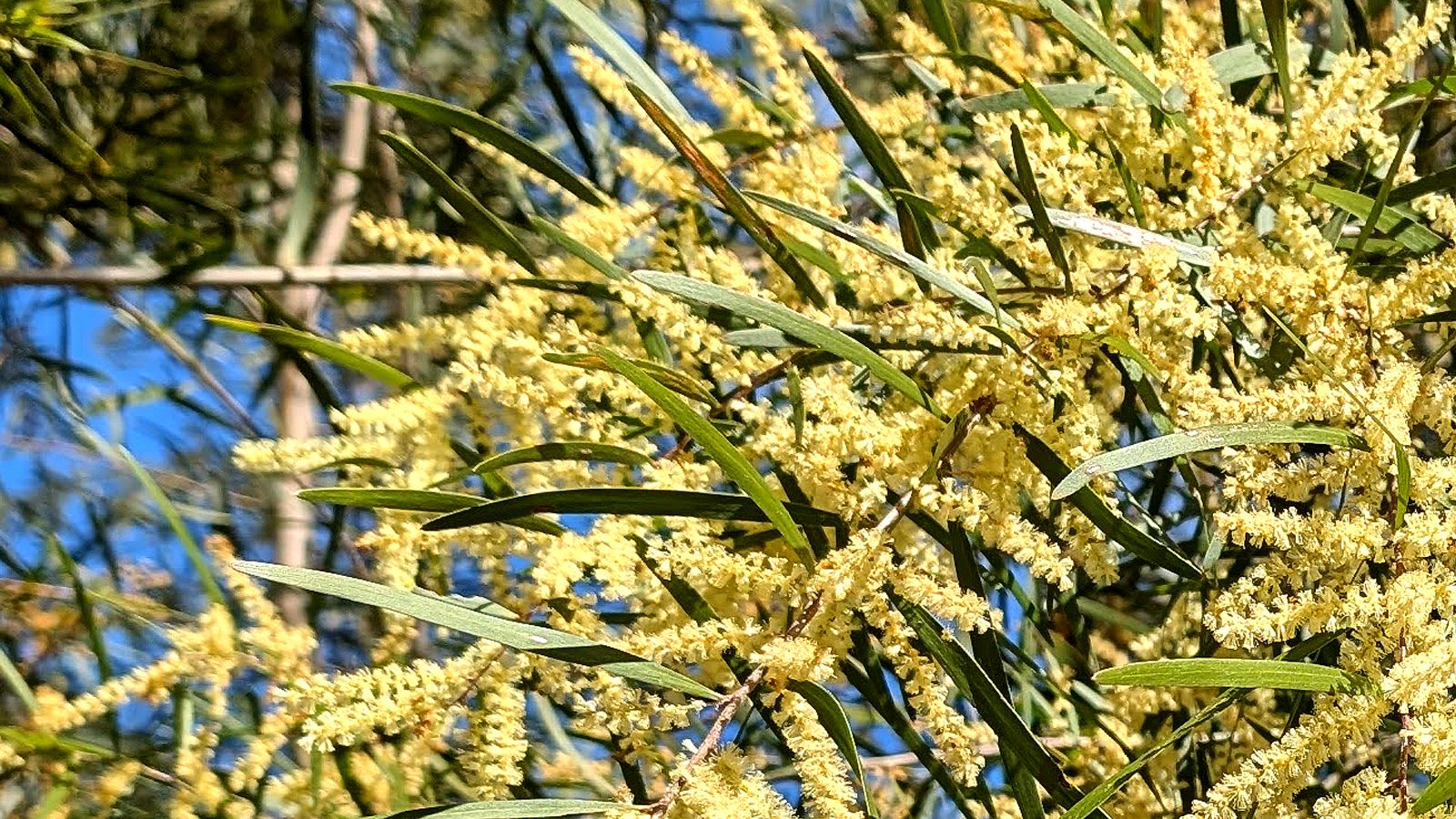 Yellow wattle flowers and leaves banner image
