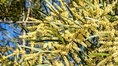 Yellow wattle flowers and leaves