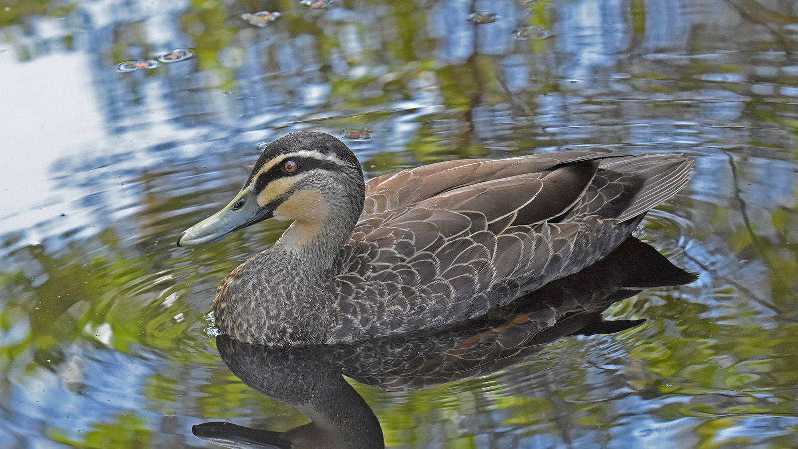A black duck swimming in water that is reflecting leaves and the sky from above. banner image