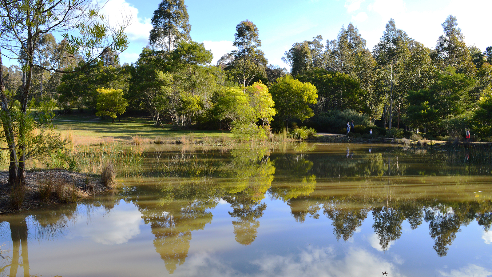 Flora: Tree reflection in lake