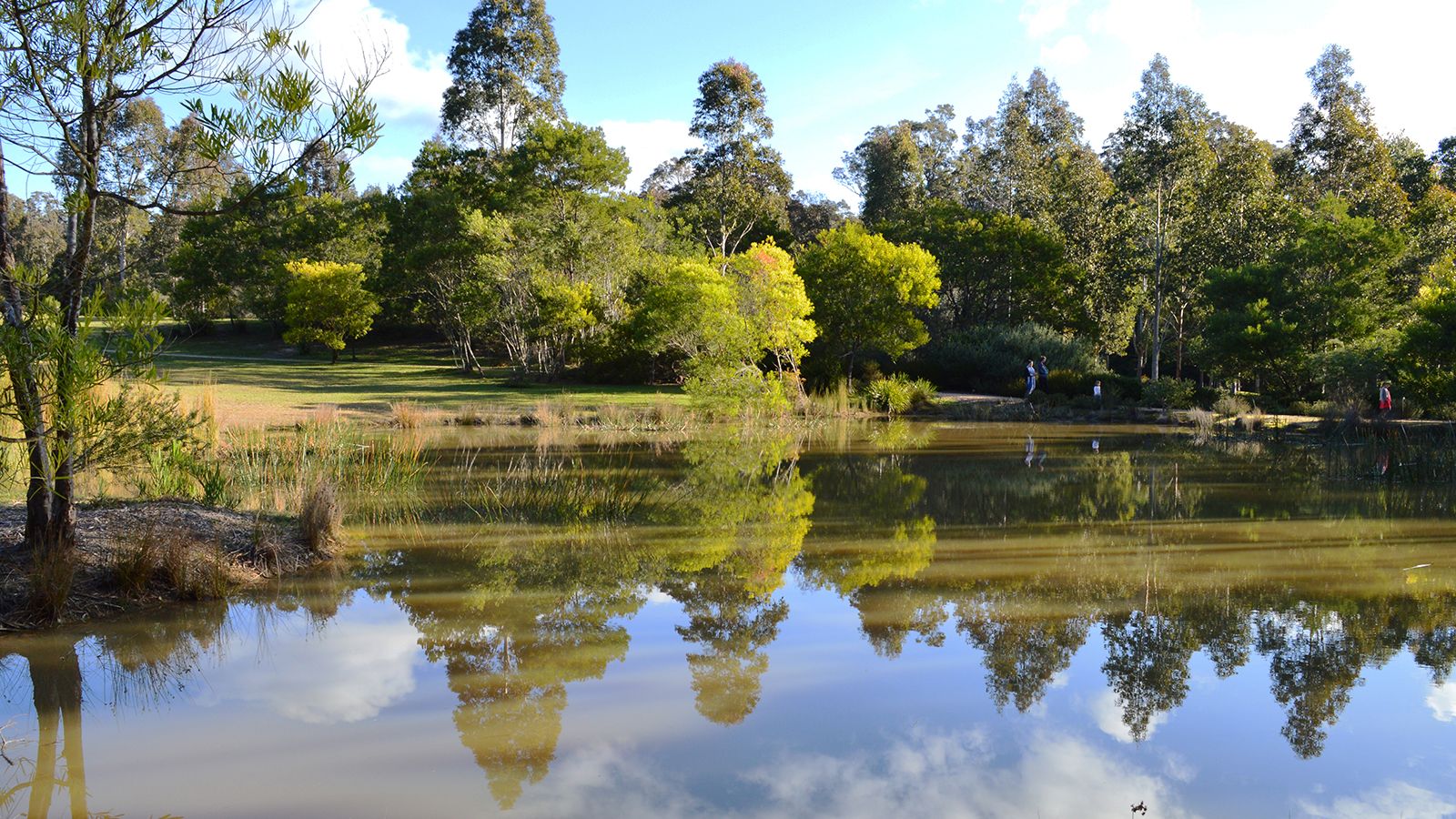 Trees reflected in still water banner image