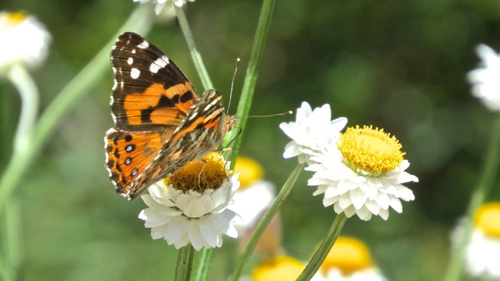 An orange and black butterfly perched on a white flower with a yellow centre. banner image