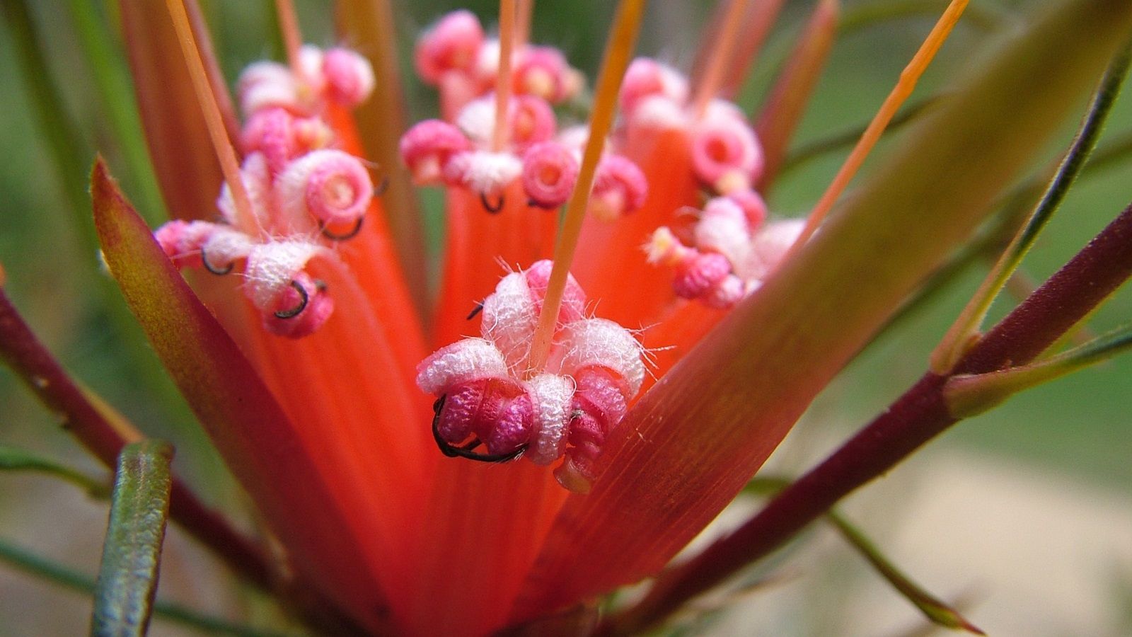 Close up photograph of a red flower with pink stamens. banner image