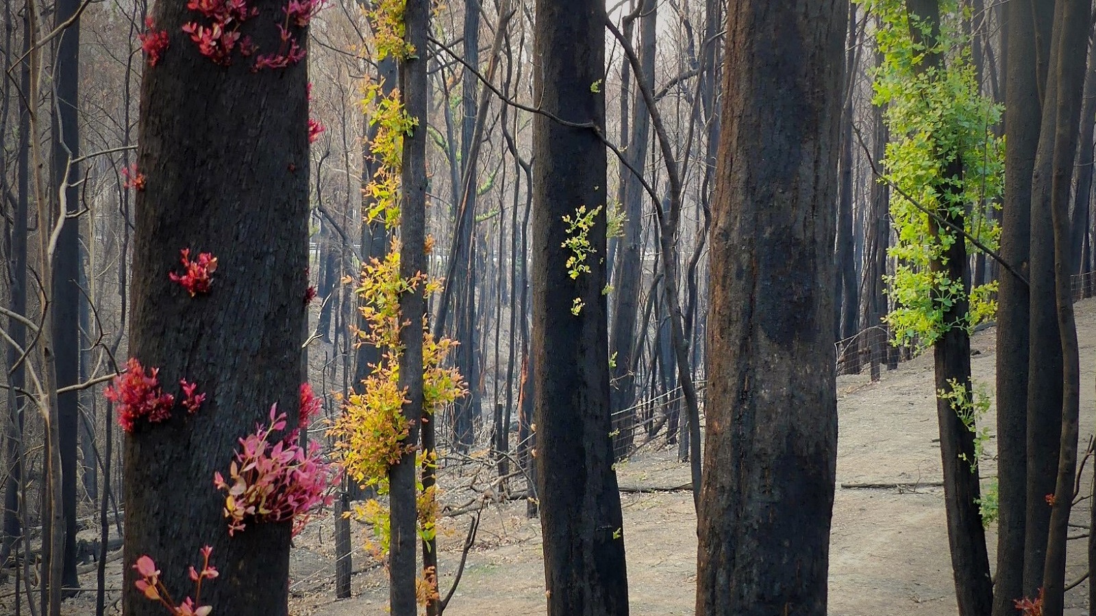 Image New growth on tree trunks in vibrant red, yellow, and green