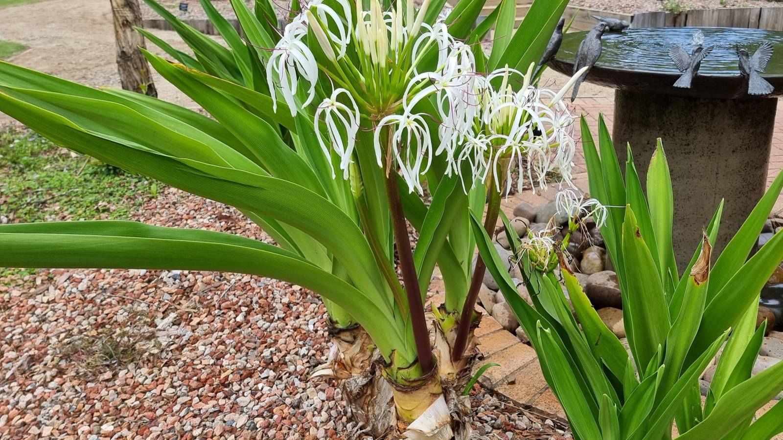 Close up image of fire resistant plant with white flowers surrounded by gravel banner image