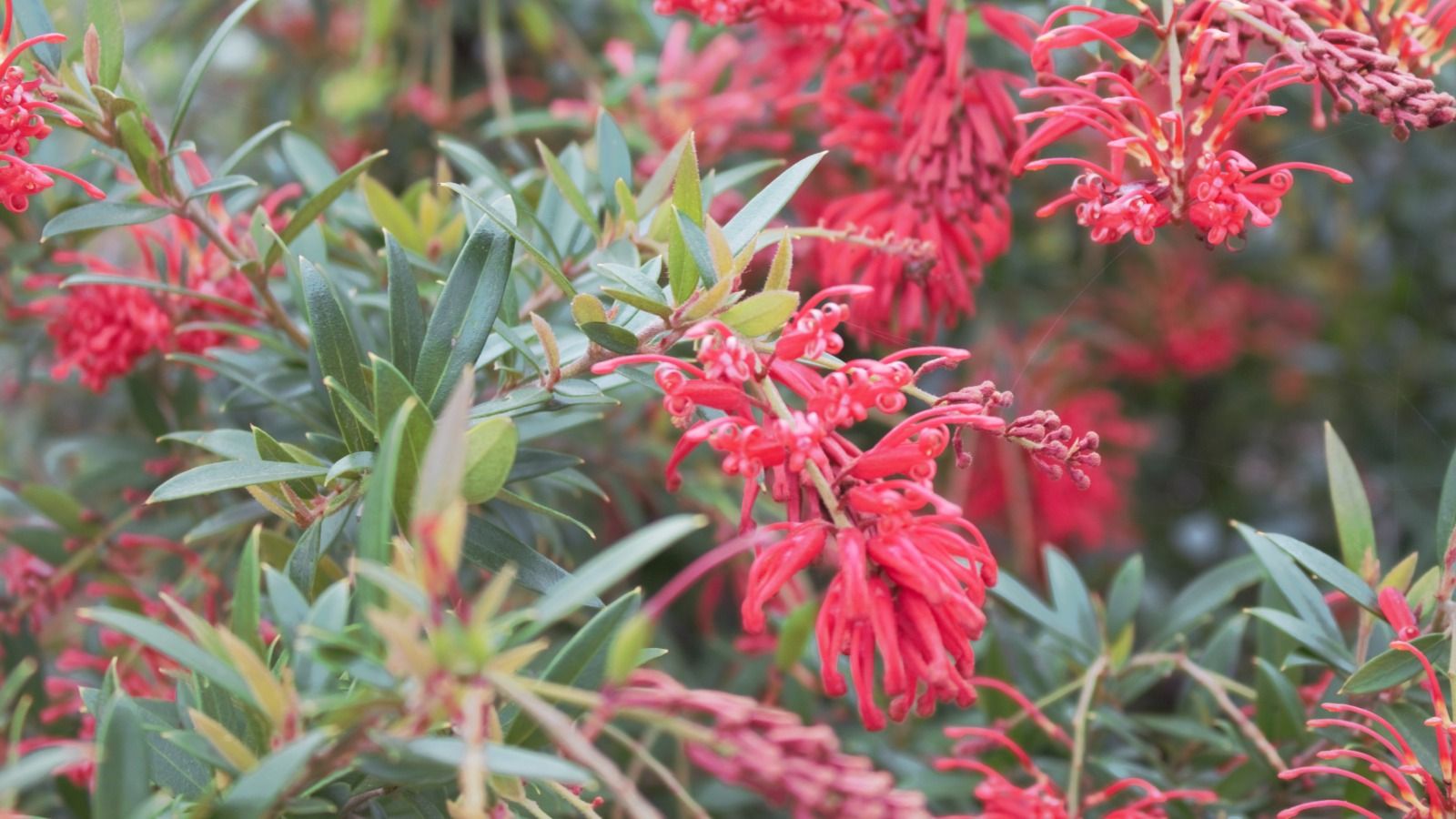 Close up image of a Deua Flame plant with red flower and green leaves banner image
