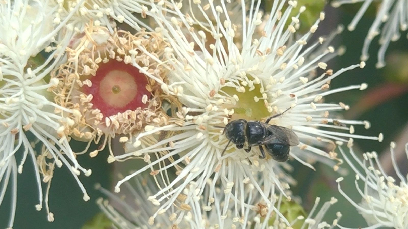 An insect landing on a flower. banner image