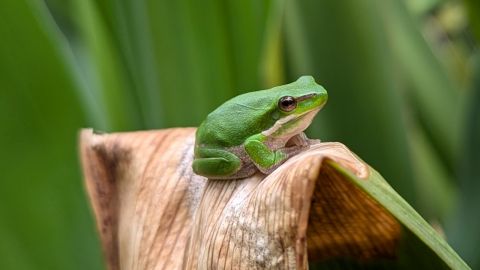A green tree frog sitting on a plant