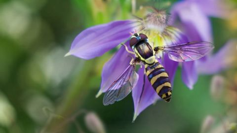 Fly on a purple flower