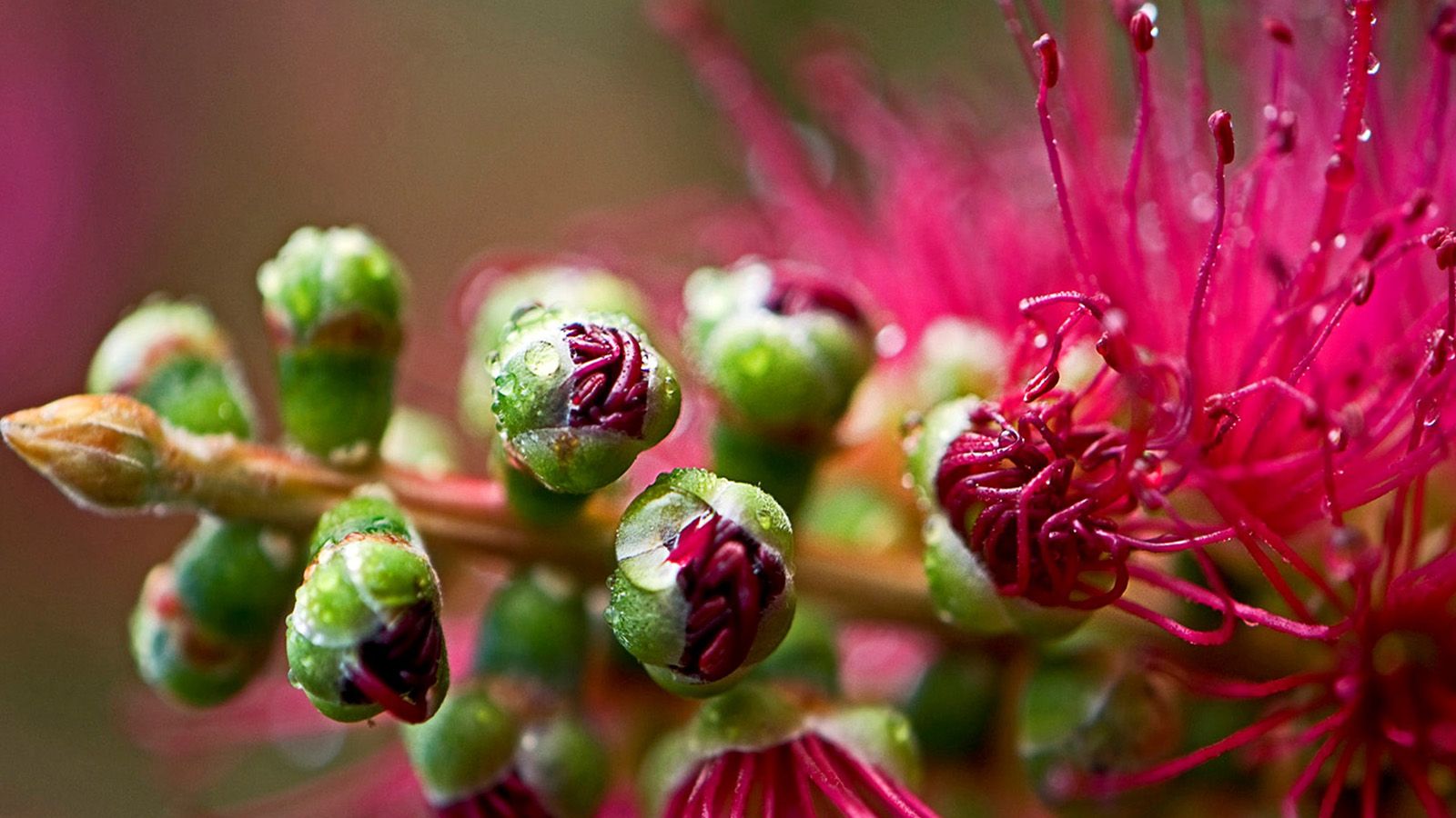 Close up photograph of a vibrant pink flower and seed buds banner image