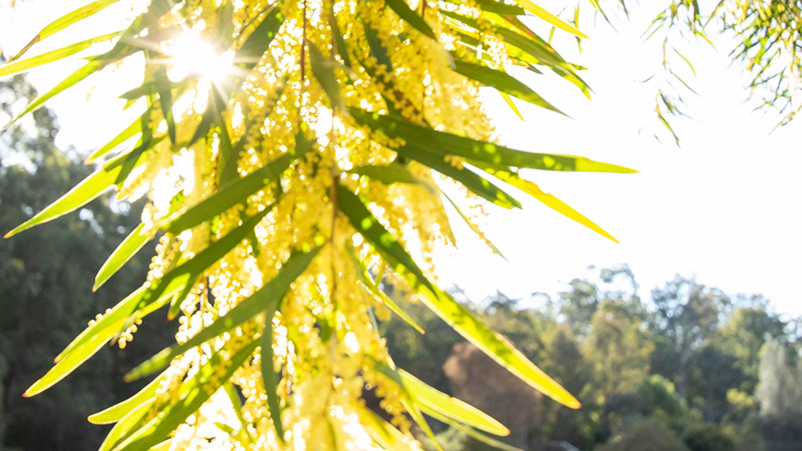 Wattle leaves and yellow pollen. banner image