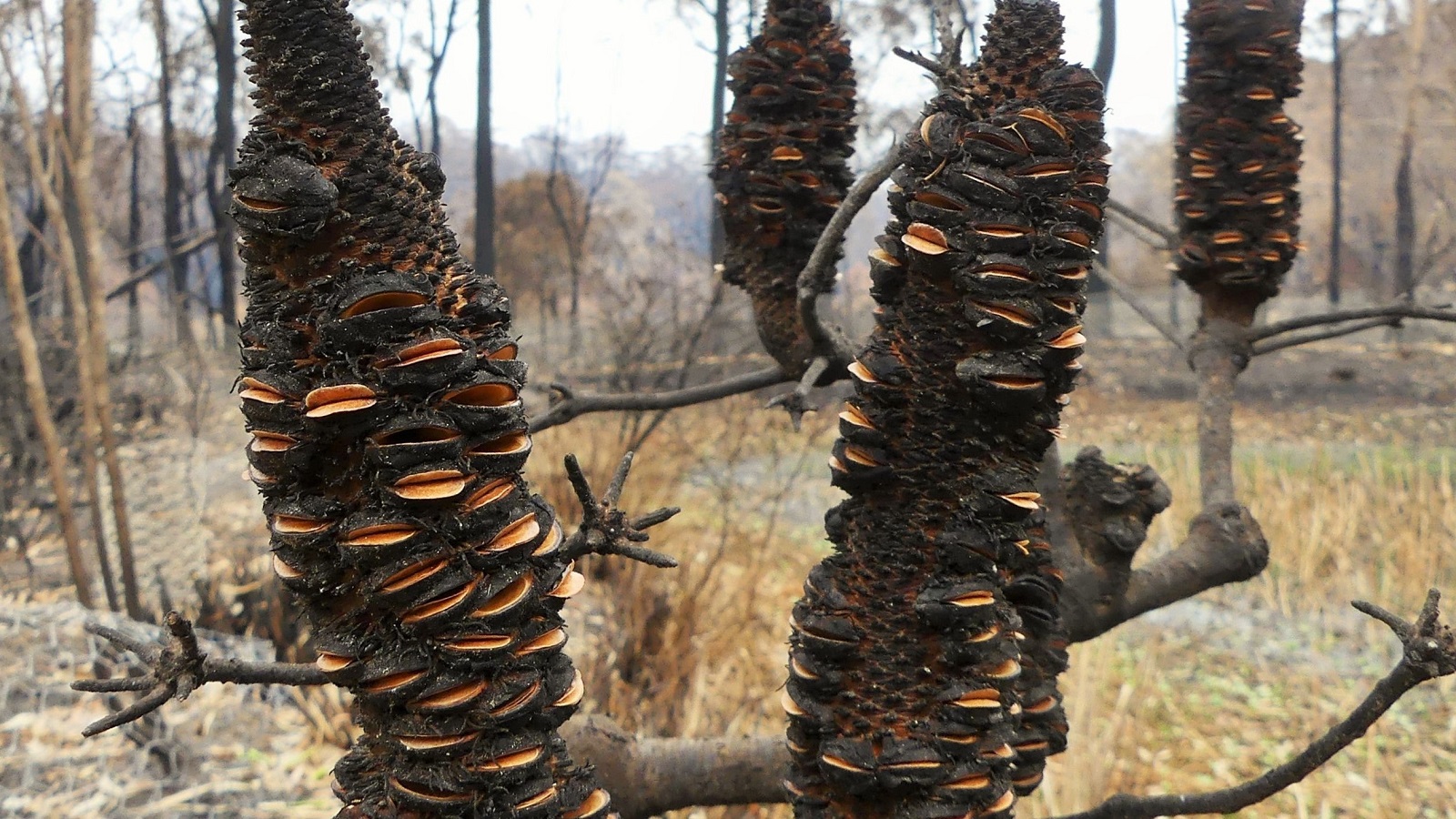 Image Burnt seed pods