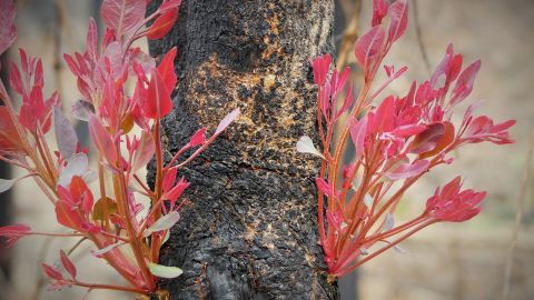 A burnt tree with colourful new leaves