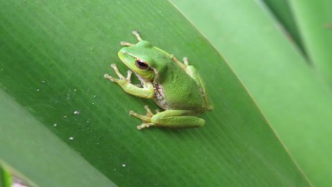 Close-up image of a green frog sitting on a large green leaf