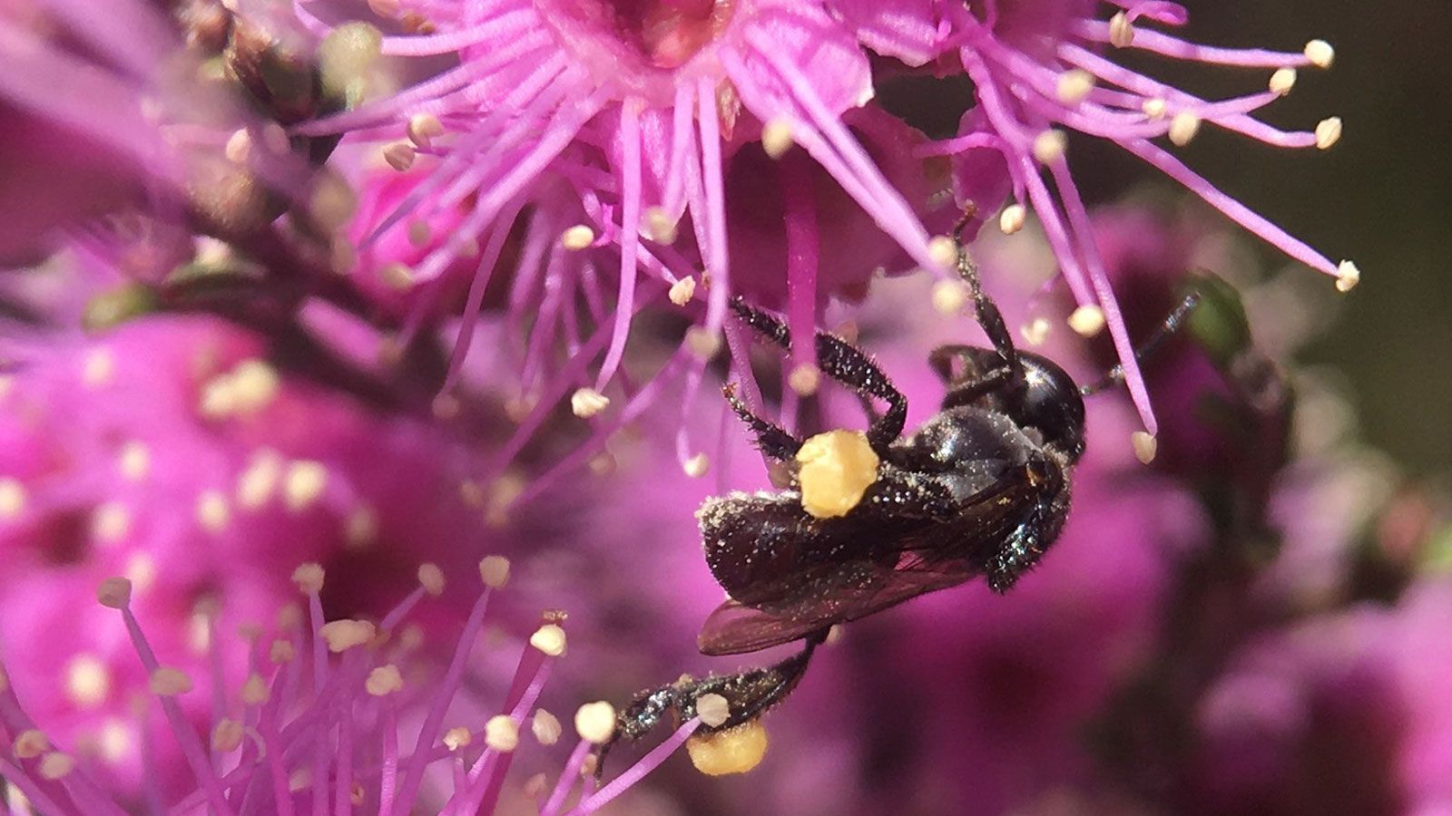 Close up image of a bee on a purple flower banner image
