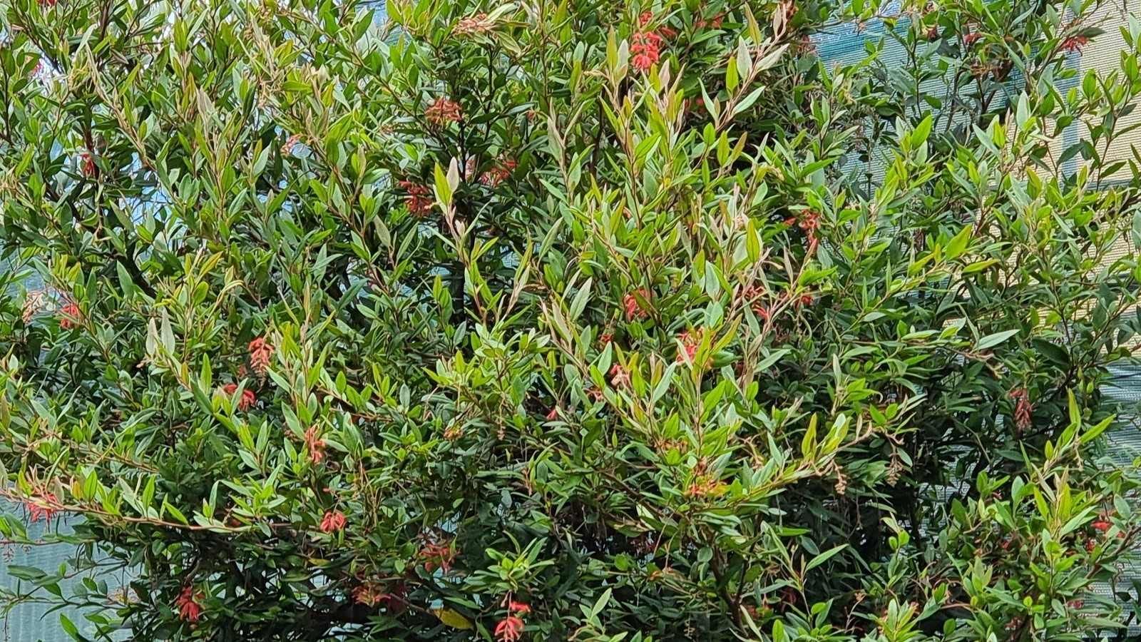 Close up of a Grevillea shrub banner image