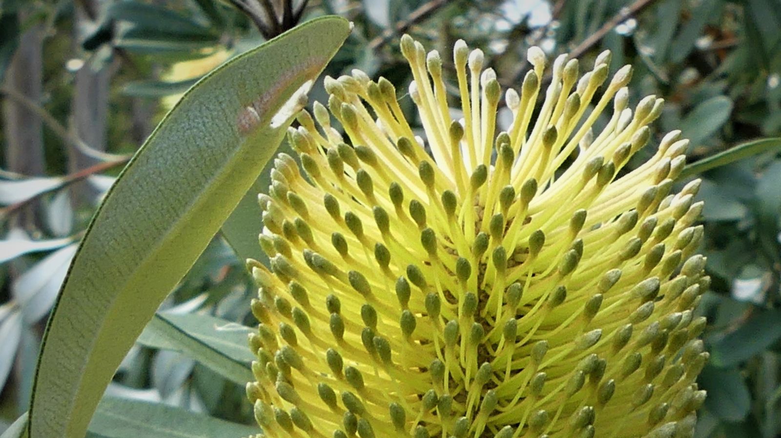 Close up of a yellow banksia banner image