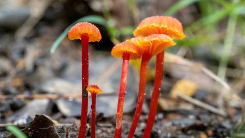 Bright tall orange fungi
