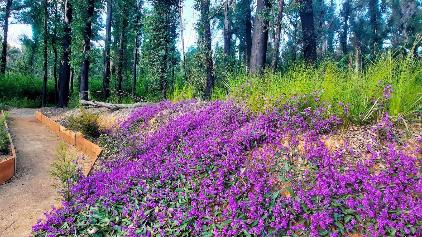 Bright purple flowers covering a small hillside next to a walking path. banner image