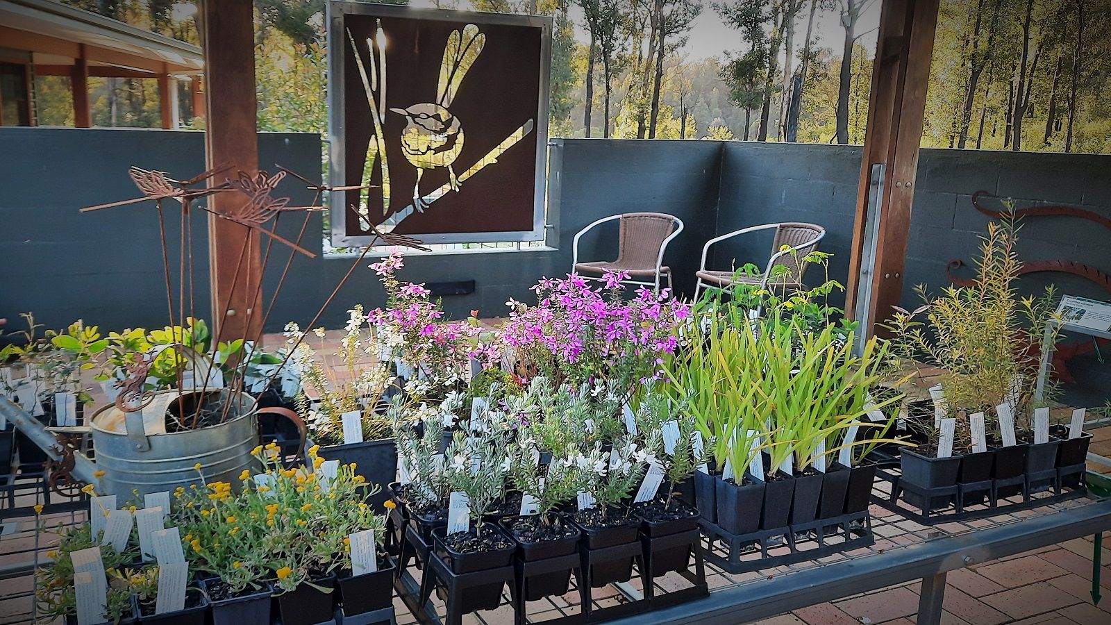 Seedlings available for purchase from the Eurobodalla Botanic Garden shop. banner image