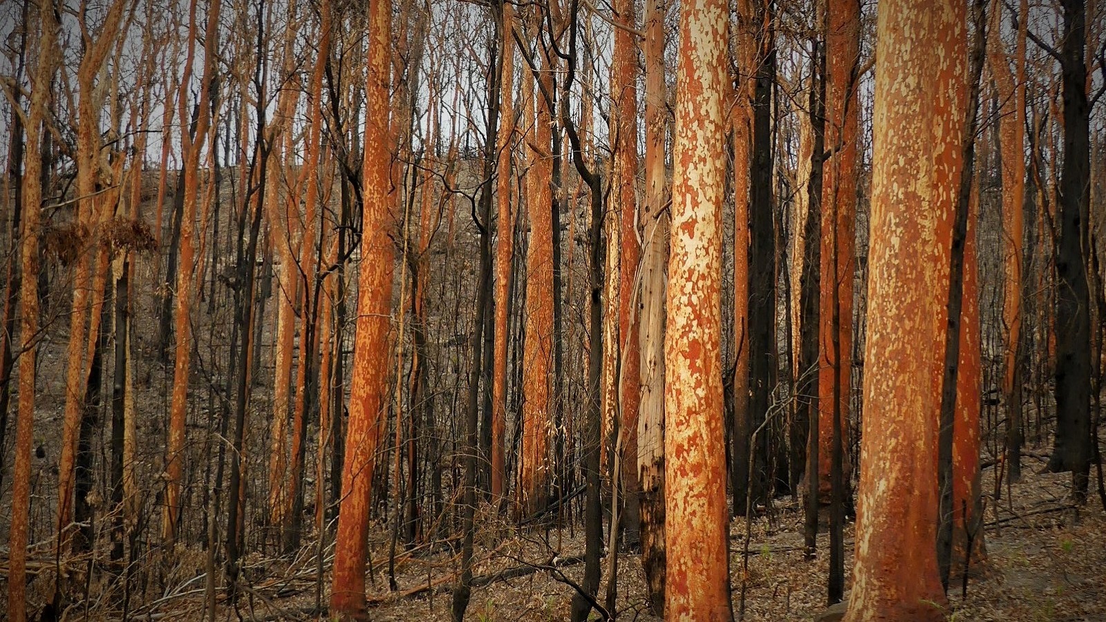 Image Spotted Gum trees post fire