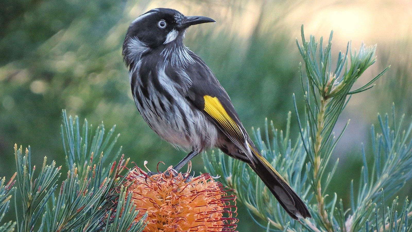 Close up image of a Honeyeater bird sitting on a yellow Banksia cone banner image