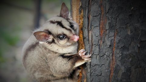 Close up image of a sugar glider clinging onto a tree trunk