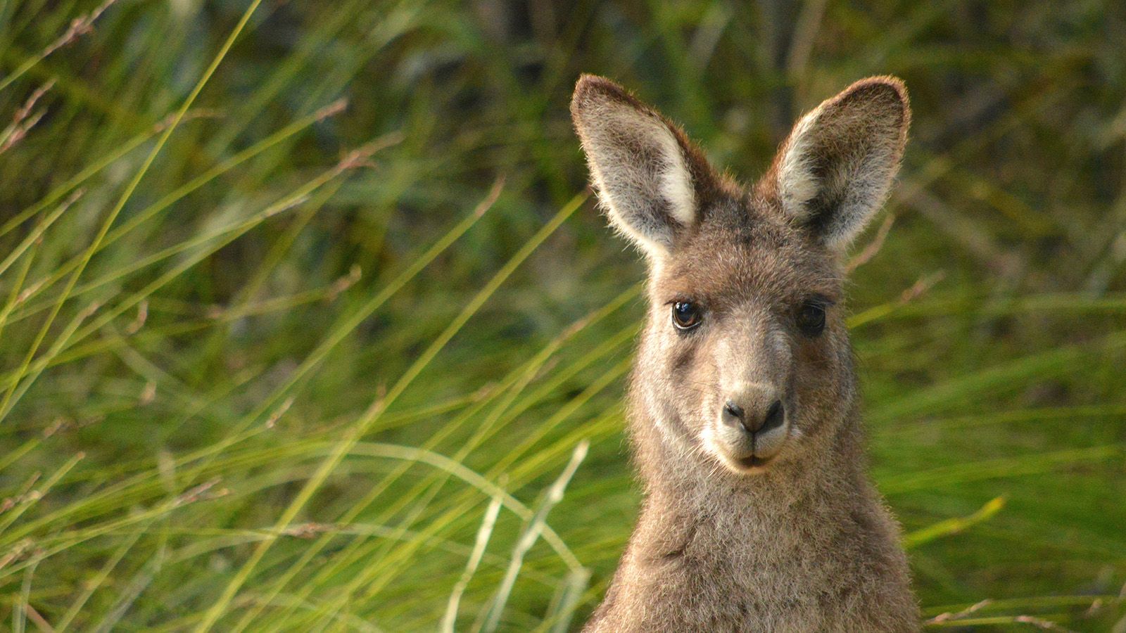 Close cropped photograph of a kangaroo's face against a background of tall green grass. banner image