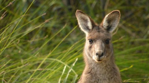 Close cropped photograph of a kangaroo's face against a background of tall green grass.