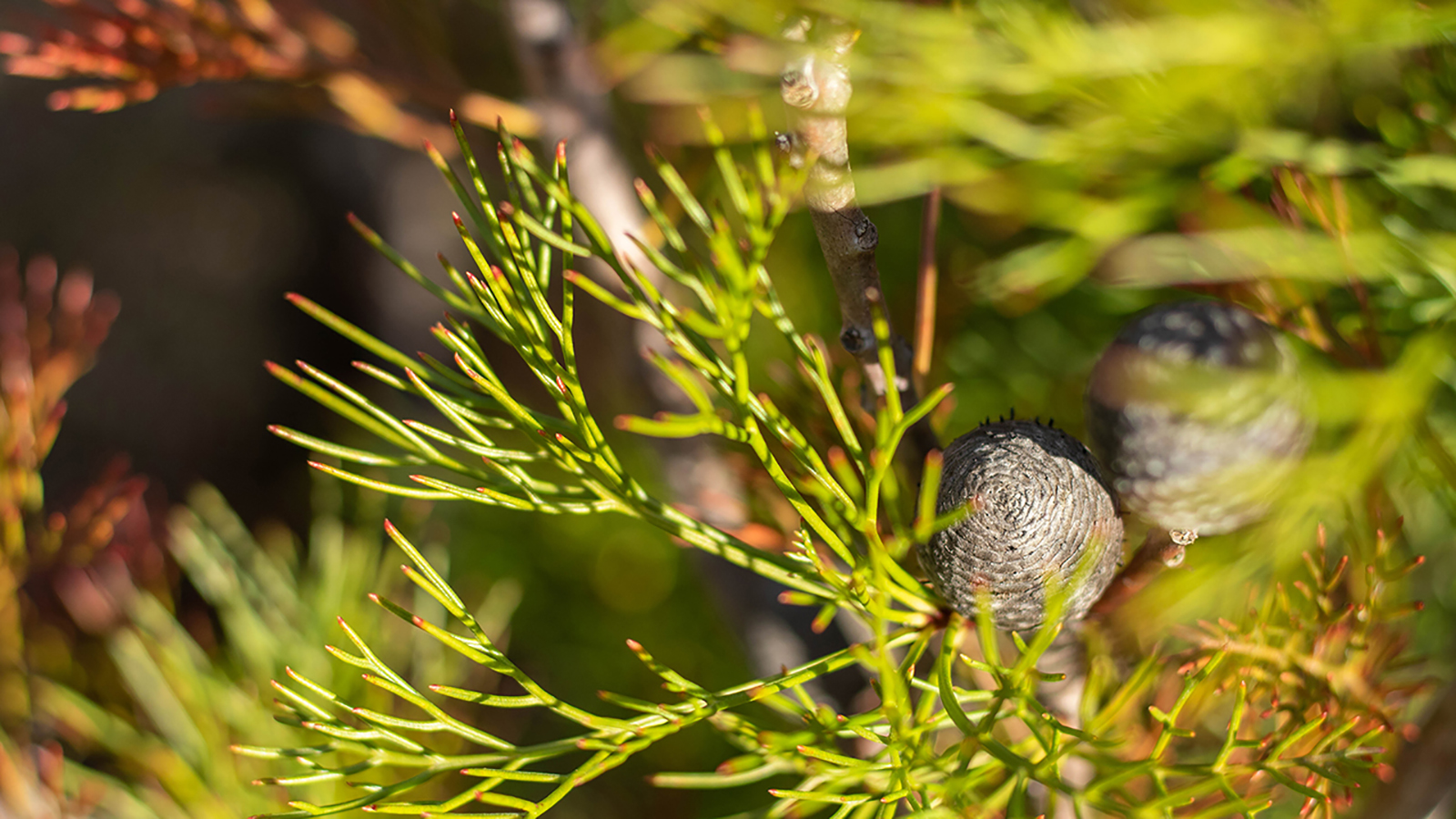 Flora: Green plant spines with dew