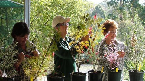 Three women tending to potted plants.