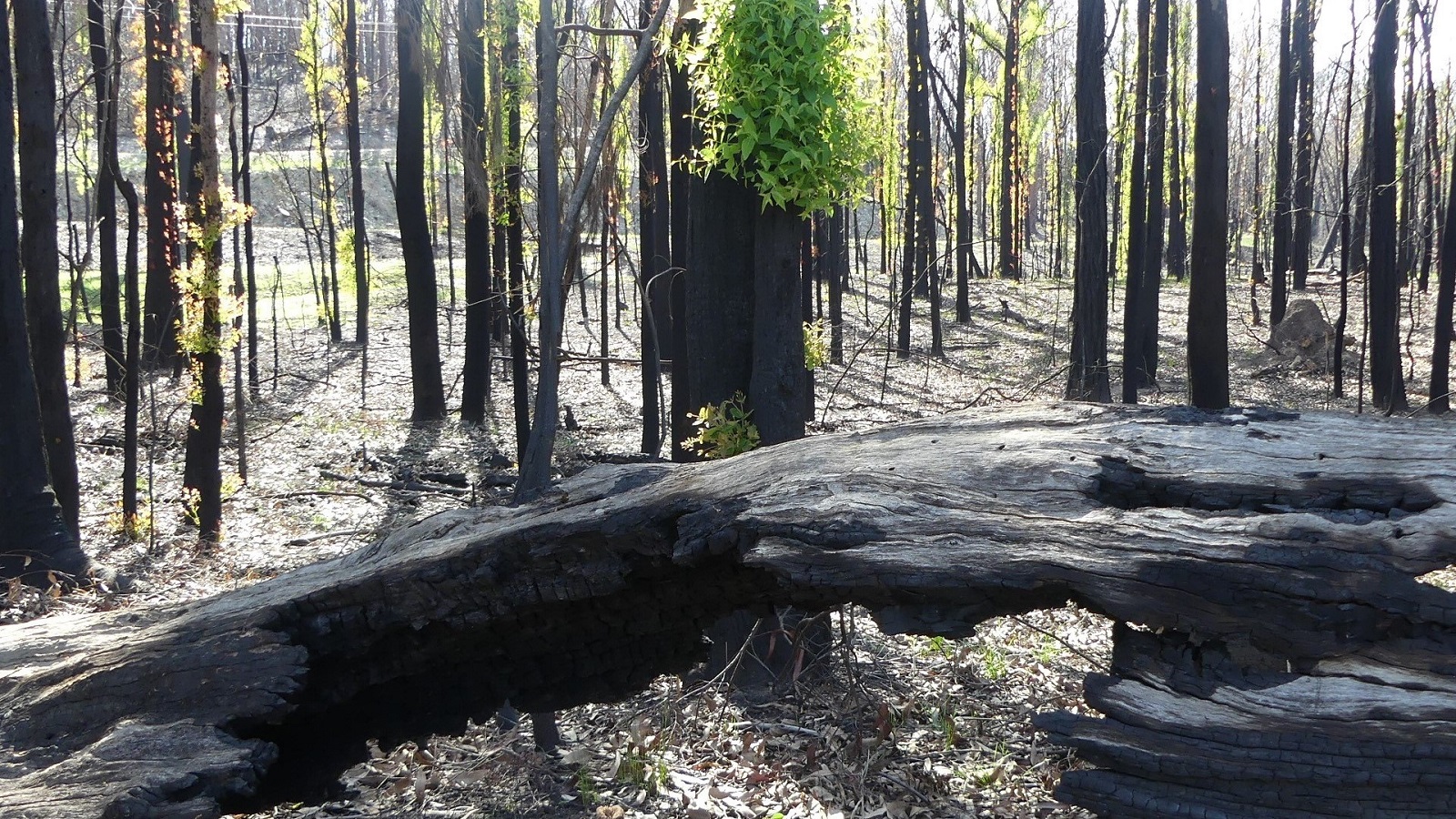 Image Sunlight streaming through burnt tree trunks with new growth on them