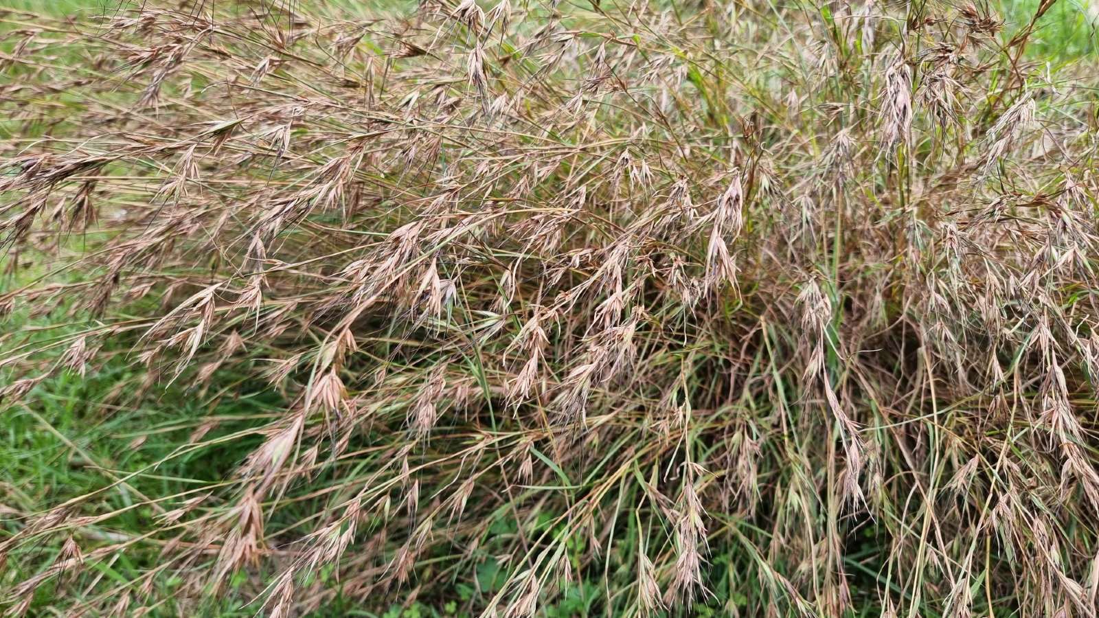 Close up image of Themeda grass banner image