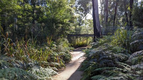 A footpath bridge in a forest with ferns.
