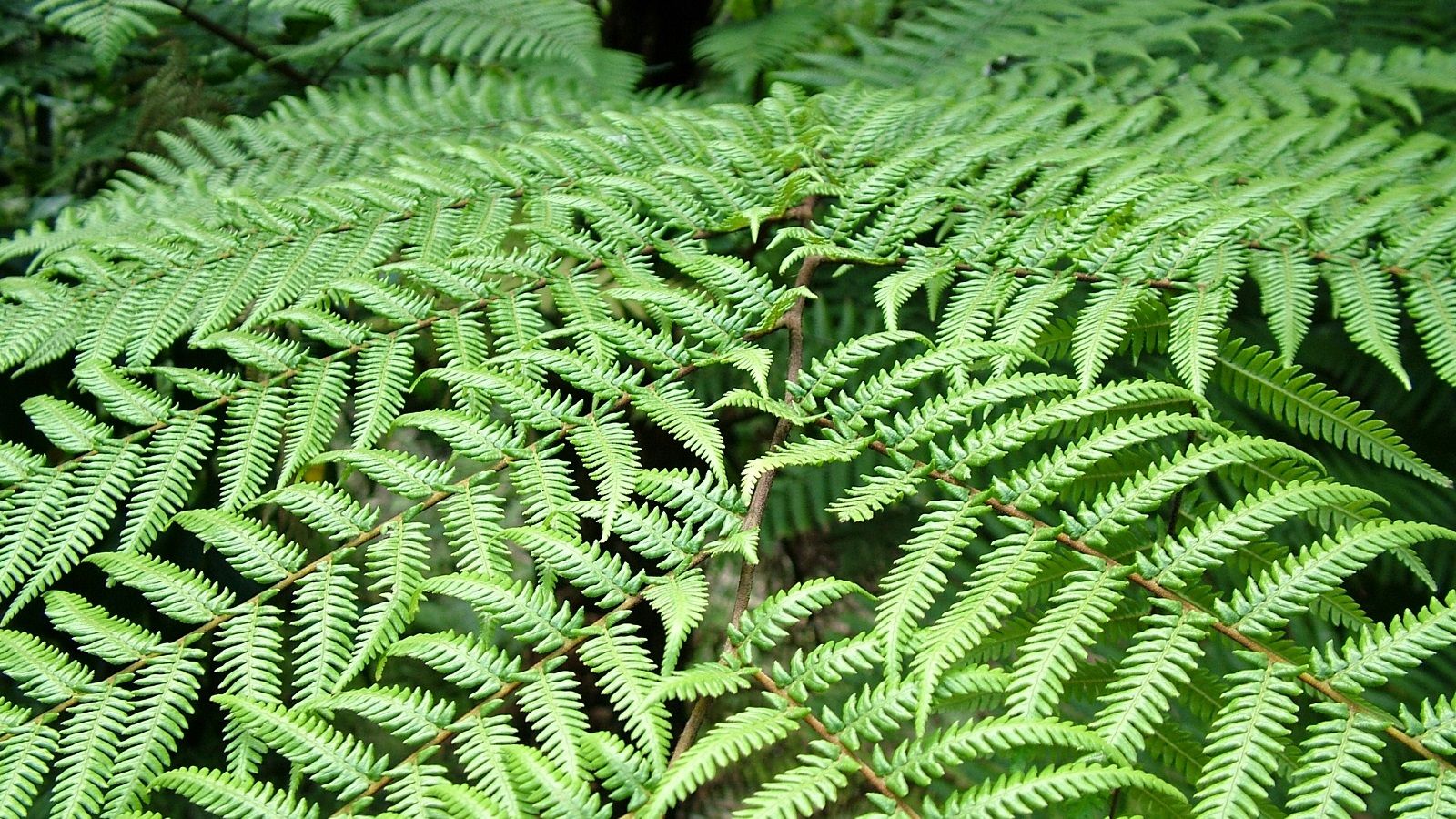 Close up photograph of green fern leaves spread out in a fan. banner image