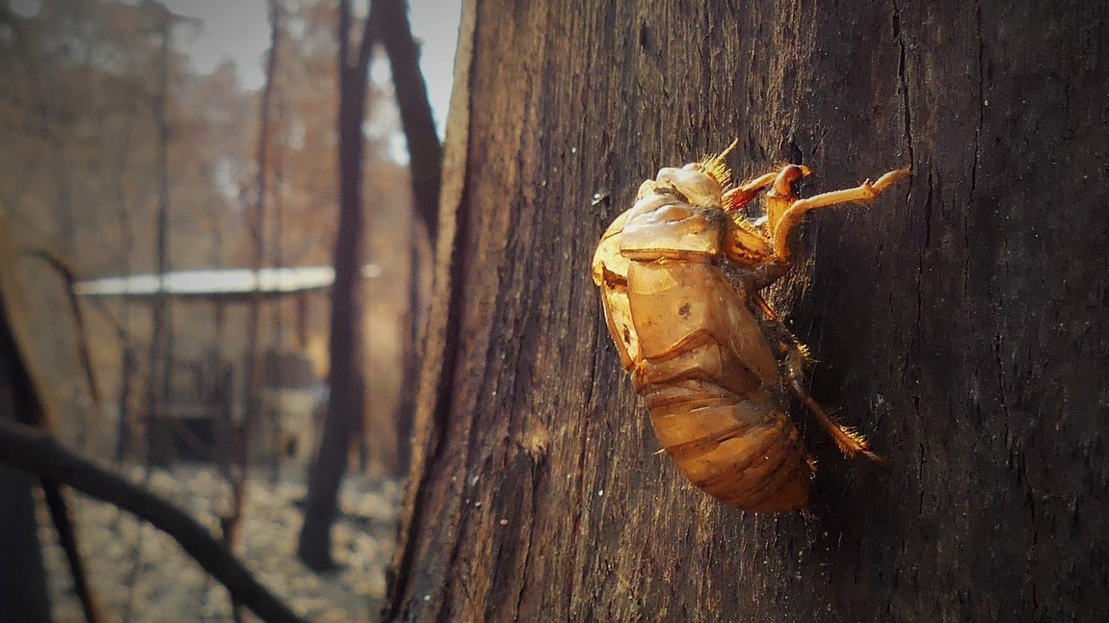 Image Orange cicada shell on a burnt tree trunk