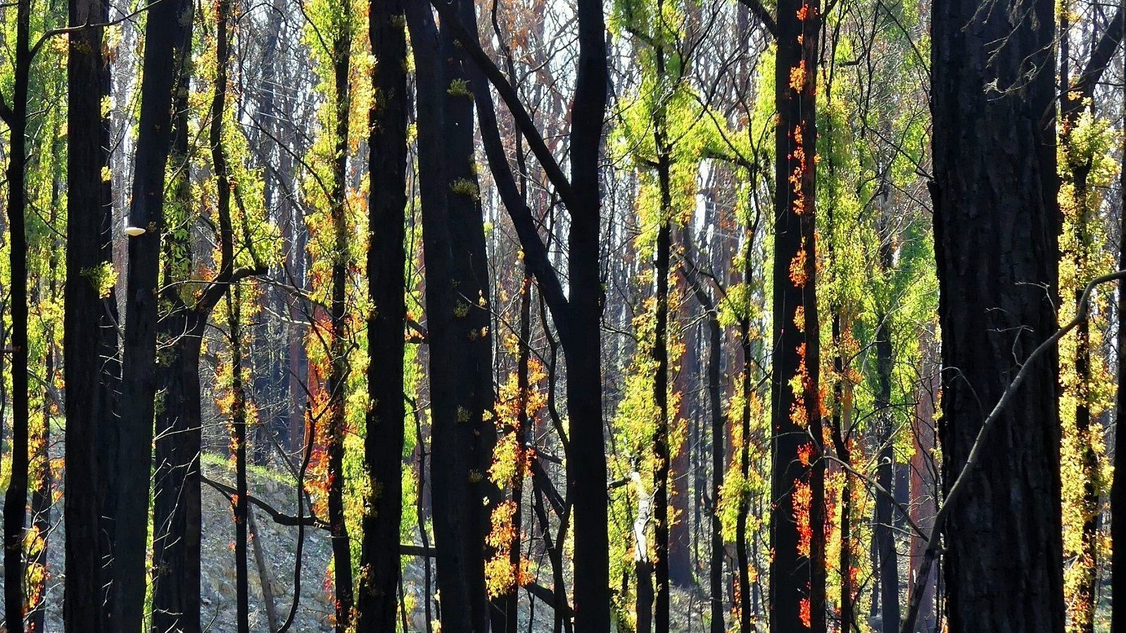 Dark tree trunks with green growth banner image