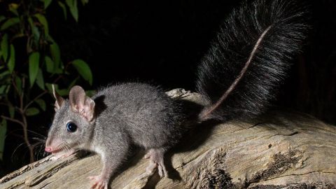 A bush-tailed phascogale standing on a branch with the dark night sky in the background