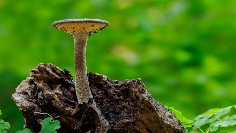 Fungi growing on a piece of wood.