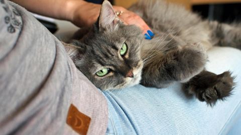 A grey cat on a woman's lap