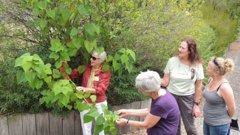 Four women examining a plant's leaves on a Botanic Garden walking path