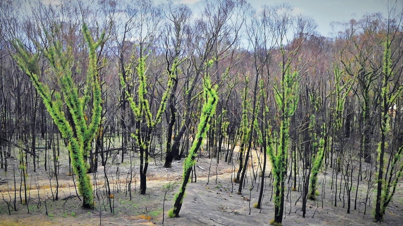 Image New growth on burn trees