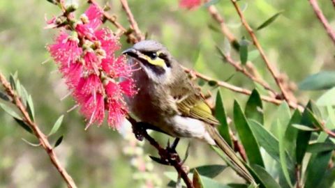 Bird on pink flowering bottlebrush