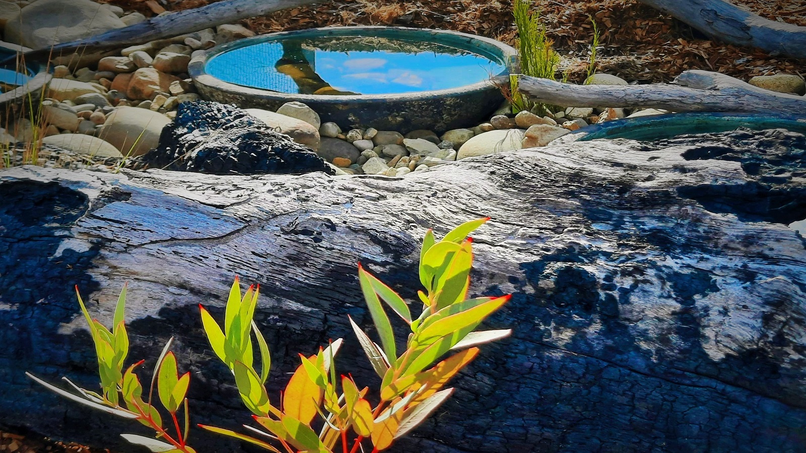 Flora: Naturescape garden water feature