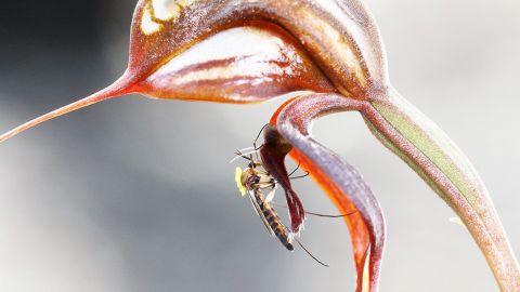 Greenhood insect on a plant