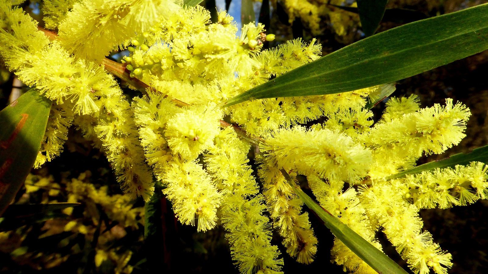 Close up photograph of flowering yellow wattle. banner image